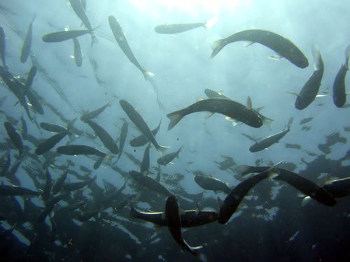 The Underwater World